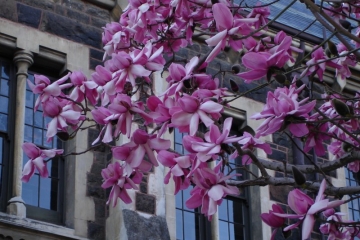 Magnolia by the Registry building